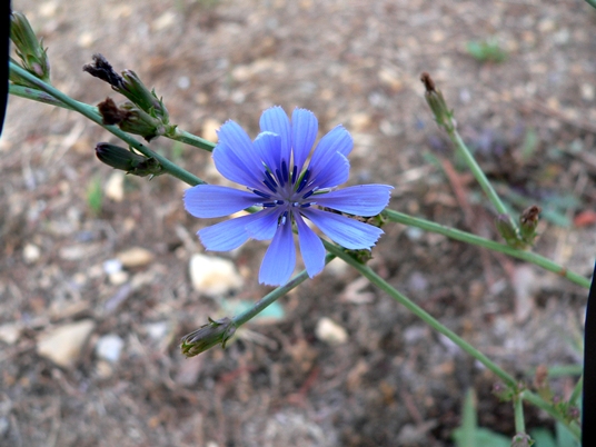 {Cichorium intybus}